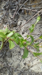 Noticastrum hatschbachii