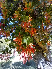 Tristerix corymbosus
