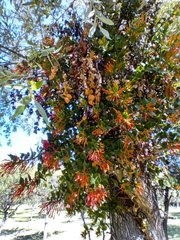 Tristerix corymbosus