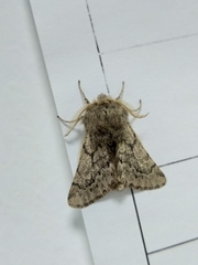 Apocheima cinerarius