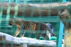 Panthera