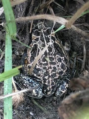 Limnodynastes dumerilii insularis