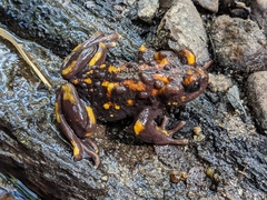 Telmatobufo venustus