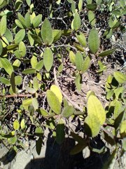 Colliguaja odorifera