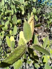 Colliguaja odorifera