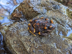 Telmatobufo venustus