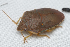 Coleotichus excellens