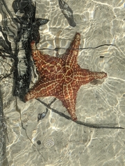 Oreaster reticulatus image