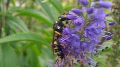 Cerceris quinquefasciata