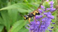 Cerceris quinquefasciata