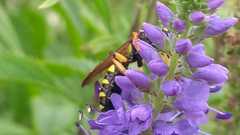 Cerceris quinquefasciata