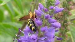 Cerceris quinquefasciata