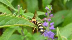 Cerceris quinquefasciata