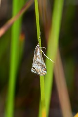 Anydraula glycerialis