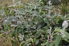 Buddleja madagascariensis