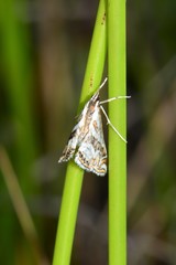 Anydraula glycerialis