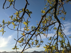 Bursera cerasiifolia