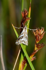 Anydraula glycerialis