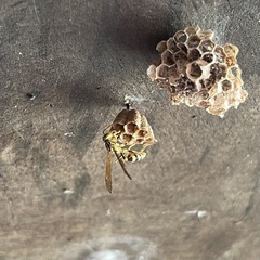 Mischocyttarus basimacula