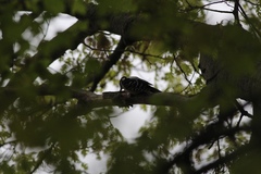 Dryobates villosus villosus