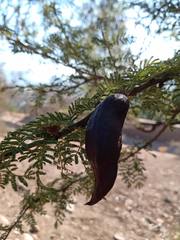 Vachellia caven