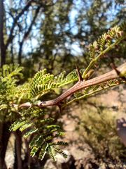 Vachellia caven