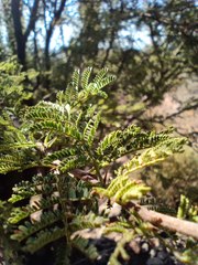 Vachellia caven