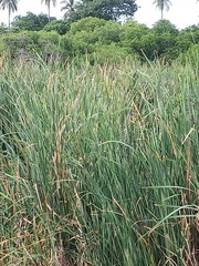 Typha latifolia