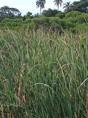 Typha latifolia