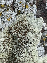 Lecanora argopholis