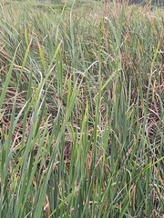 Typha latifolia