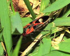 Lygaeus alboornatus