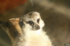 Suricata suricatta