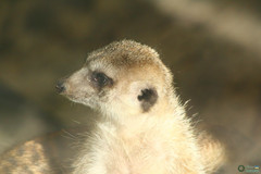 Suricata suricatta