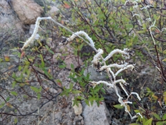 Iresine angustifolia