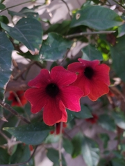 Thunbergia alata