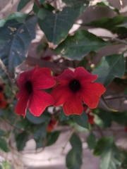 Thunbergia alata