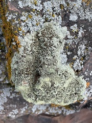 Lecanora argopholis
