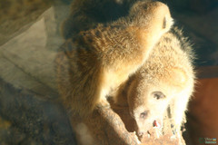 Suricata suricatta