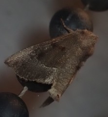 Papaipema nebris