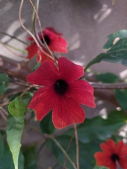 Thunbergia alata