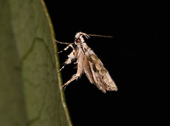 Izatha prasophyta