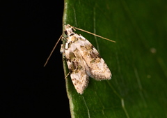 Izatha prasophyta