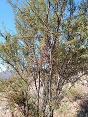 Vachellia caven