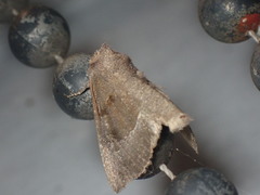 Papaipema nebris