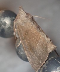 Papaipema nebris