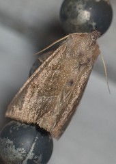 Papaipema nebris