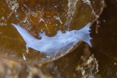 Tritoniopsis elegans