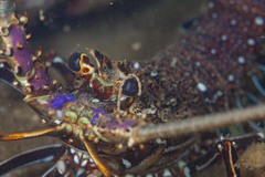 Panulirus longipes bispinosus