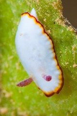 Goniobranchus verrieri